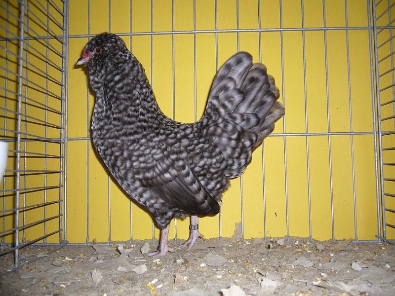 Hannover 2008 063.jpg - Watermalasche Bartzwerge gesperbert von Georg Holste Preis V 97 MB